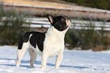 BOULEDOGUE FRANCAIS 923